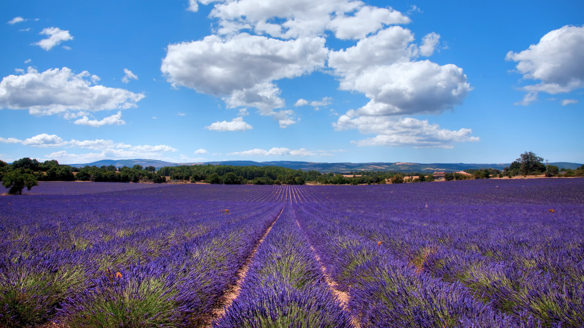 Khám Phá Grasse - Thiên Đường Nước Hoa Của Thế Giới